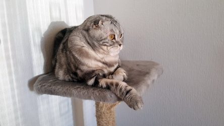Como fazer uma casa para um gato com suas próprias mãos passo a passo? 150+ (foto) de madeira, papelão, caixas, com um raspador