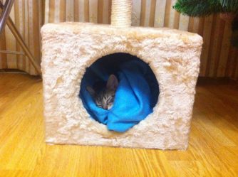Como fazer uma casa para um gato com suas próprias mãos passo a passo? 150+ (foto) de madeira, papelão, caixas, com um raspador