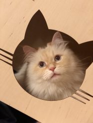 Como fazer uma casa para um gato com suas próprias mãos passo a passo? 150+ (foto) de madeira, papelão, caixas, com um raspador