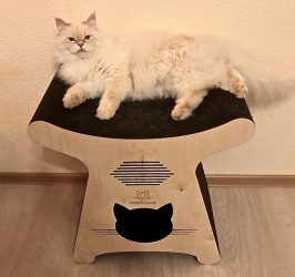 Como fazer uma casa para um gato com suas próprias mãos passo a passo? 150+ (foto) de madeira, papelão, caixas, com um raspador