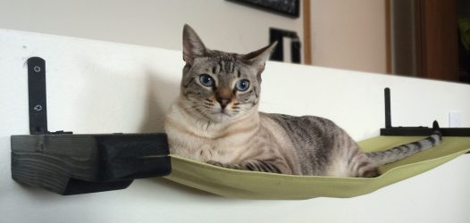 Como fazer uma casa para um gato com suas próprias mãos passo a passo? 150+ (foto) de madeira, papelão, caixas, com um raspador