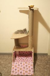 Como fazer uma casa para um gato com suas próprias mãos passo a passo? 150+ (foto) de madeira, papelão, caixas, com um raspador