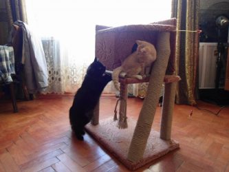 Como fazer uma casa para um gato com suas próprias mãos passo a passo? 150+ (foto) de madeira, papelão, caixas, com um raspador