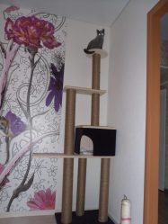 Como fazer uma casa para um gato com suas próprias mãos passo a passo? 150+ (foto) de madeira, papelão, caixas, com um raspador