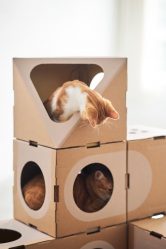 Como fazer uma casa para um gato com suas próprias mãos passo a passo? 150+ (foto) de madeira, papelão, caixas, com um raspador