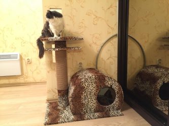 Como fazer uma casa para um gato com suas próprias mãos passo a passo? 150+ (foto) de madeira, papelão, caixas, com um raspador