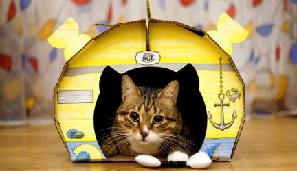 Como fazer uma casa para um gato com suas próprias mãos passo a passo? 150+ (foto) de madeira, papelão, caixas, com um raspador