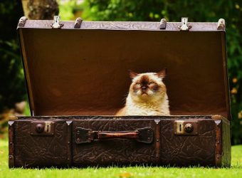 Como fazer uma casa para um gato com suas próprias mãos passo a passo? 150+ (foto) de madeira, papelão, caixas, com um raspador