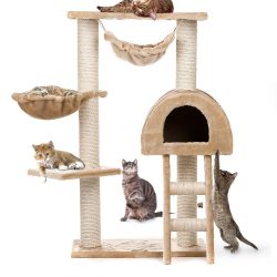 Como fazer uma casa para um gato com suas próprias mãos passo a passo? 150+ (foto) de madeira, papelão, caixas, com um raspador