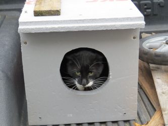 Como fazer uma casa para um gato com suas próprias mãos passo a passo? 150+ (foto) de madeira, papelão, caixas, com um raspador
