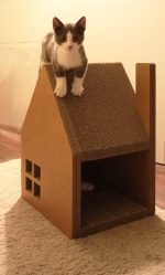Como fazer uma casa para um gato com suas próprias mãos passo a passo? 150+ (foto) de madeira, papelão, caixas, com um raspador