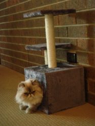 Como fazer uma casa para um gato com suas próprias mãos passo a passo? 150+ (foto) de madeira, papelão, caixas, com um raspador