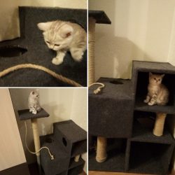 Como fazer uma casa para um gato com suas próprias mãos passo a passo? 150+ (foto) de madeira, papelão, caixas, com um raspador