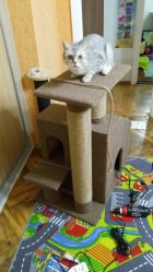 Como fazer uma casa para um gato com suas próprias mãos passo a passo? 150+ (foto) de madeira, papelão, caixas, com um raspador