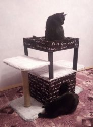 Como fazer uma casa para um gato com suas próprias mãos passo a passo? 150+ (foto) de madeira, papelão, caixas, com um raspador