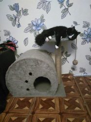 Como fazer uma casa para um gato com suas próprias mãos passo a passo? 150+ (foto) de madeira, papelão, caixas, com um raspador