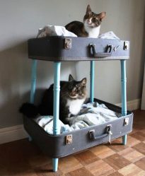 Como fazer uma casa para um gato com suas próprias mãos passo a passo? 150+ (foto) de madeira, papelão, caixas, com um raspador