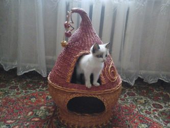 Como fazer uma casa para um gato com suas próprias mãos passo a passo? 150+ (foto) de madeira, papelão, caixas, com um raspador