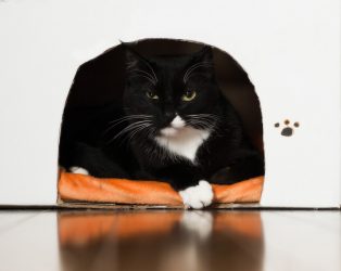 Como fazer uma casa para um gato com suas próprias mãos passo a passo? 150+ (foto) de madeira, papelão, caixas, com um raspador