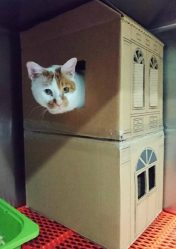Como fazer uma casa para um gato com suas próprias mãos passo a passo? 150+ (foto) de madeira, papelão, caixas, com um raspador