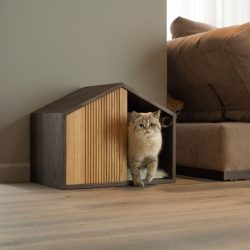 Como fazer uma casa para um gato com suas próprias mãos passo a passo? 150+ (foto) de madeira, papelão, caixas, com um raspador