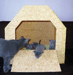 Como fazer uma casa para um gato com suas próprias mãos passo a passo? 150+ (foto) de madeira, papelão, caixas, com um raspador