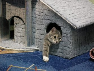 Como fazer uma casa para um gato com suas próprias mãos passo a passo? 150+ (foto) de madeira, papelão, caixas, com um raspador