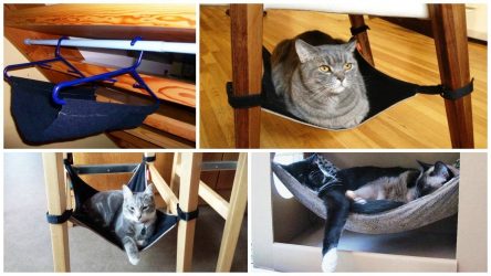 Como fazer uma casa para um gato com suas próprias mãos passo a passo? 150+ (foto) de madeira, papelão, caixas, com um raspador