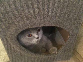 Como fazer uma casa para um gato com suas próprias mãos passo a passo? 150+ (foto) de madeira, papelão, caixas, com um raspador