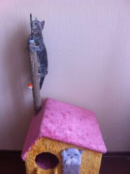 Como fazer uma casa para um gato com suas próprias mãos passo a passo? 150+ (foto) de madeira, papelão, caixas, com um raspador