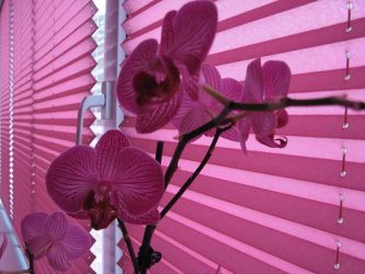 New in Curtains Design 2017 (400+ Photos): Opções modernas e modernas