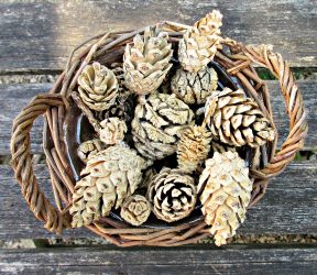 Artesanato de cones de abeto (grandes, pintados) para o Ano Novo (mais de 175 fotos) Belos brinquedos para as férias!