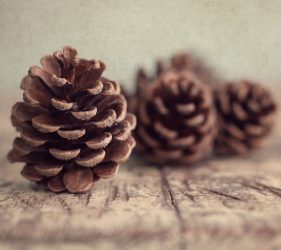 Artesanato de cones de abeto (grandes, pintados) para o Ano Novo (mais de 175 fotos) Belos brinquedos para as férias!