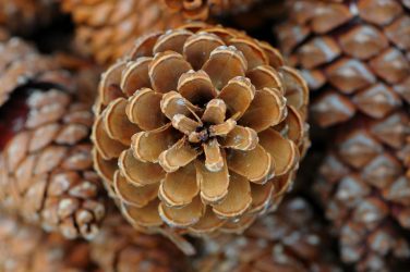 Artesanato de cones de abeto (grandes, pintados) para o Ano Novo (mais de 175 fotos) Belos brinquedos para as férias!