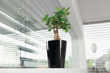 Vasos funcionais - 195+ (Foto) Ideias que transformam o interior (piso / mesa / pingente)