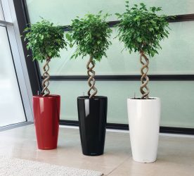 Vasos funcionais - 195+ (Foto) Ideias que transformam o interior (piso / mesa / pingente)