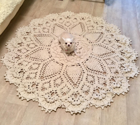 Fazemos as nossas próprias mãos: Como é que um tapete de fios fica no seu interior? (Mais de 85 fotos). Idéias legais para um design elegante (tapetes redondos, retangulares, feitos de pompons)