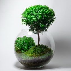 ทำนองของพืชในร่มและดูแลพวกเขาที่บ้าน (175+ ภาพ) กฎทองของผู้เชี่ยวชาญ