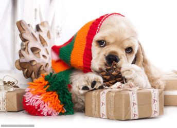 Brinquedos DIY para o Ano Novo 2018 - Ano do Cachorro (245+ Fotos)