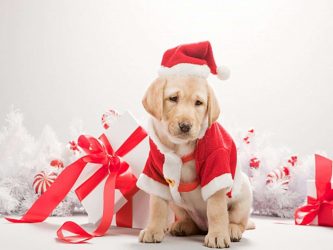 Brinquedos DIY para o Ano Novo 2018 - Ano do Cachorro (245+ Fotos)