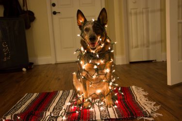 Brinquedos DIY para o Ano Novo 2018 - Ano do Cachorro (245+ Fotos)