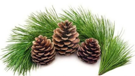 Artesanato de material natural com as próprias mãos (+185 Foto). Seu filho pode fazer isso!