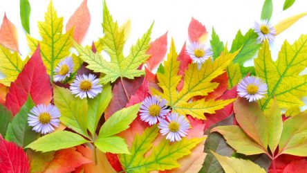 Artesanato de material natural com as próprias mãos (+185 Foto). Seu filho pode fazer isso!