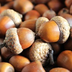Artesanato de material natural com as próprias mãos (+185 Foto). Seu filho pode fazer isso!