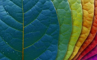 Artesanato de material natural com as próprias mãos (+185 Foto). Seu filho pode fazer isso!