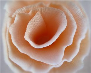 Como fazer rosas de papel com as próprias mãos: Instruções passo a passo para iniciantes (mais de 190 fotos)