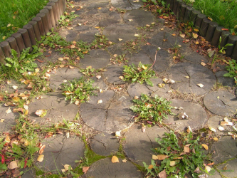 Como é bonito fazer caminhos de jardins com as próprias mãos a baixo custo? Mais de 180 fotos de opções suburbanas de diferentes materiais (telhas, plástico, borracha)