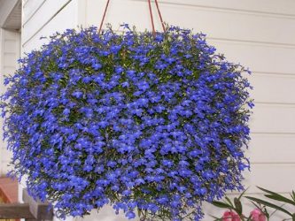 Um catálogo de flores para o país (240 + Foto com os nomes): Todas as regras para criar uma beleza incrível