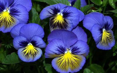 Um catálogo de flores para o país (240 + Foto com os nomes): Todas as regras para criar uma beleza incrível