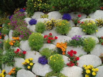 Um catálogo de flores para o país (240 + Foto com os nomes): Todas as regras para criar uma beleza incrível